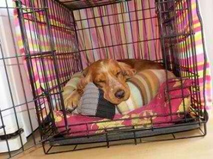 Provide a safe place for your dogs to rest.